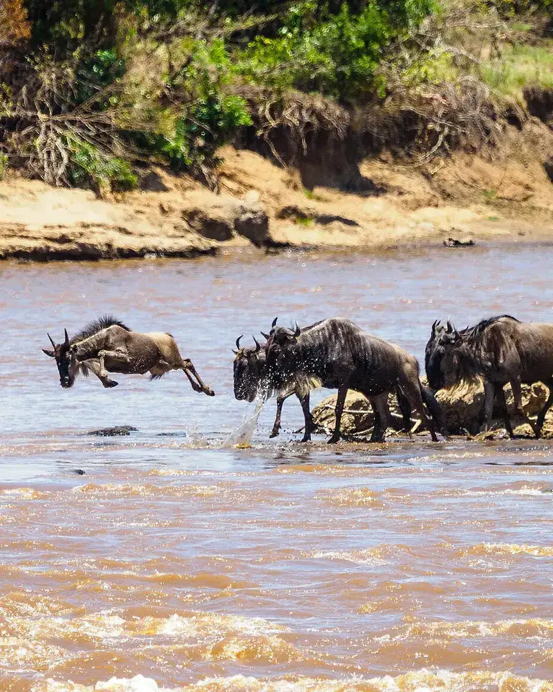 Wildebeest crossing the Mara River
